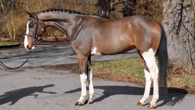 Топ 10 красивейший пород лошадей в мире || Красивые лошади #кони #конныйспорт #лошади #лошадь смотреть онлайн