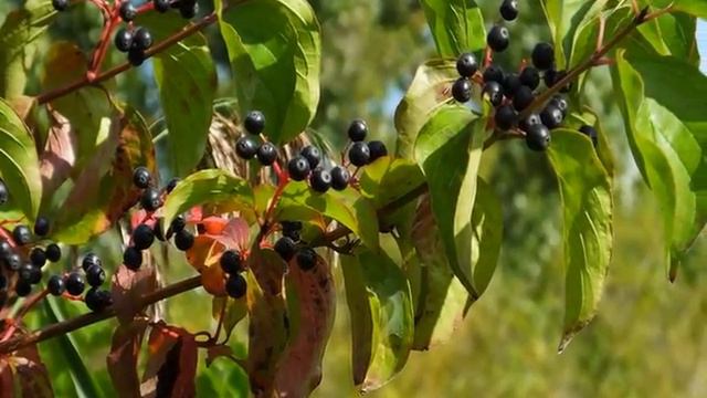 Засентябрило... смотреть онлайн