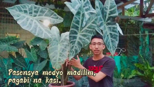 MAHAL BA ANG PLANT NA ITO? | ALOCASIA LONGILOBA | Alamin Kung Paano Palakihin at Paramihin! смотреть онлайн