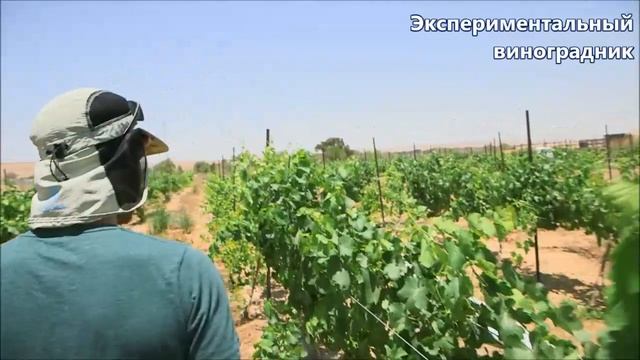 Израильские агротехнологии в пустыне смотреть онлайн