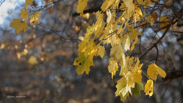Прогулка в лесу