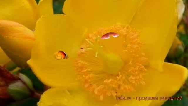 Зверобой непахучий Хидкот (hypericum Hidcote) ? Хидкот обзор: как сажать, саженцы зверобоя Хидкот