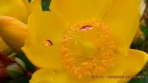Зверобой непахучий Хидкот (hypericum hidcote) ? Хидкот обзор: как сажать, саженцы зверобоя Хидкот