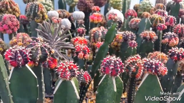 Gymnocalycium Mihanovichii