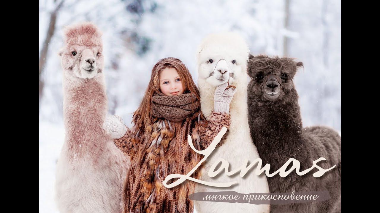 Lamas смотреть онлайн