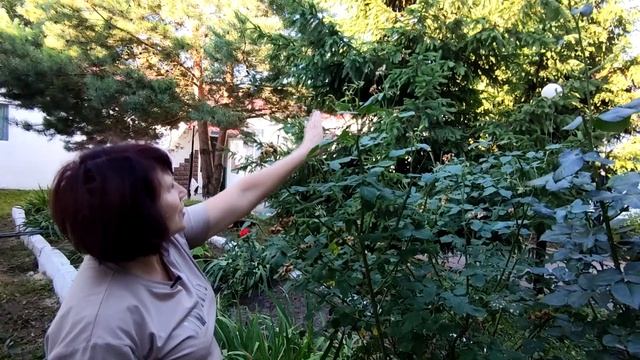 Как обрезать розы после цветения, чтобы они повторно зацвели. смотреть онлайн