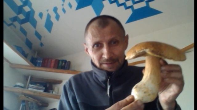 Желтый груздь и боровик смотреть онлайн