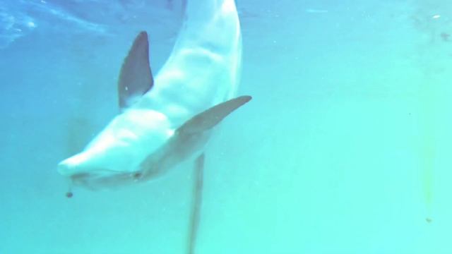 Nuremberg Zoo / Tour смотреть онлайн