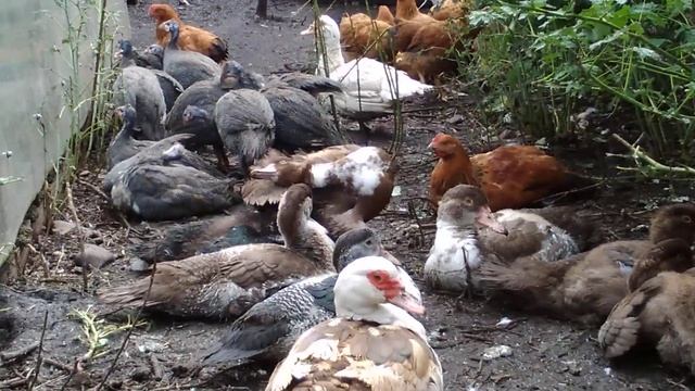 Уточки, куры и цесарки греются на солнышке. Август. Скоро осень смотреть онлайн