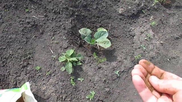 СРЕДСТВО ПРОТИВ КРЕСТОЦВЕТНОЙ БЛОШКИ! смотреть онлайн