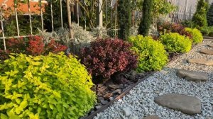 Любуюсь спиреей осенью! СПИРЕЯ  ЯПОНСКАЯ. Уход