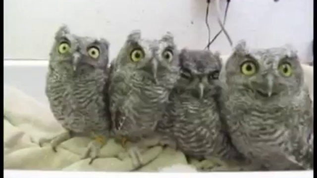 Совиный позитивчик