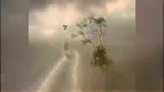 Amanita muscaria смотреть онлайн