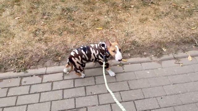 Акула поводок проход !) смотреть онлайн