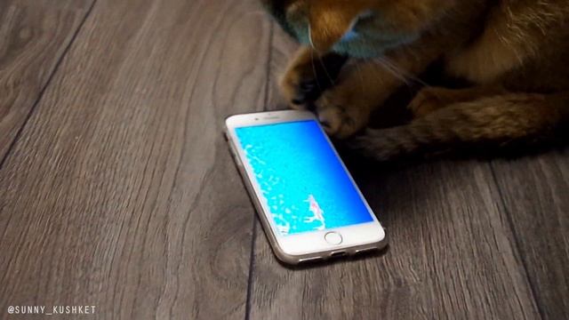 Кошка (золотая шиншилла) играет с рыбами на телефоне смотреть онлайн