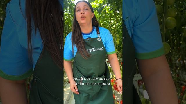 КАК ПРАВИЛЬНО ПОЛИВАТЬ РАСТЕНИЯ смотреть онлайн