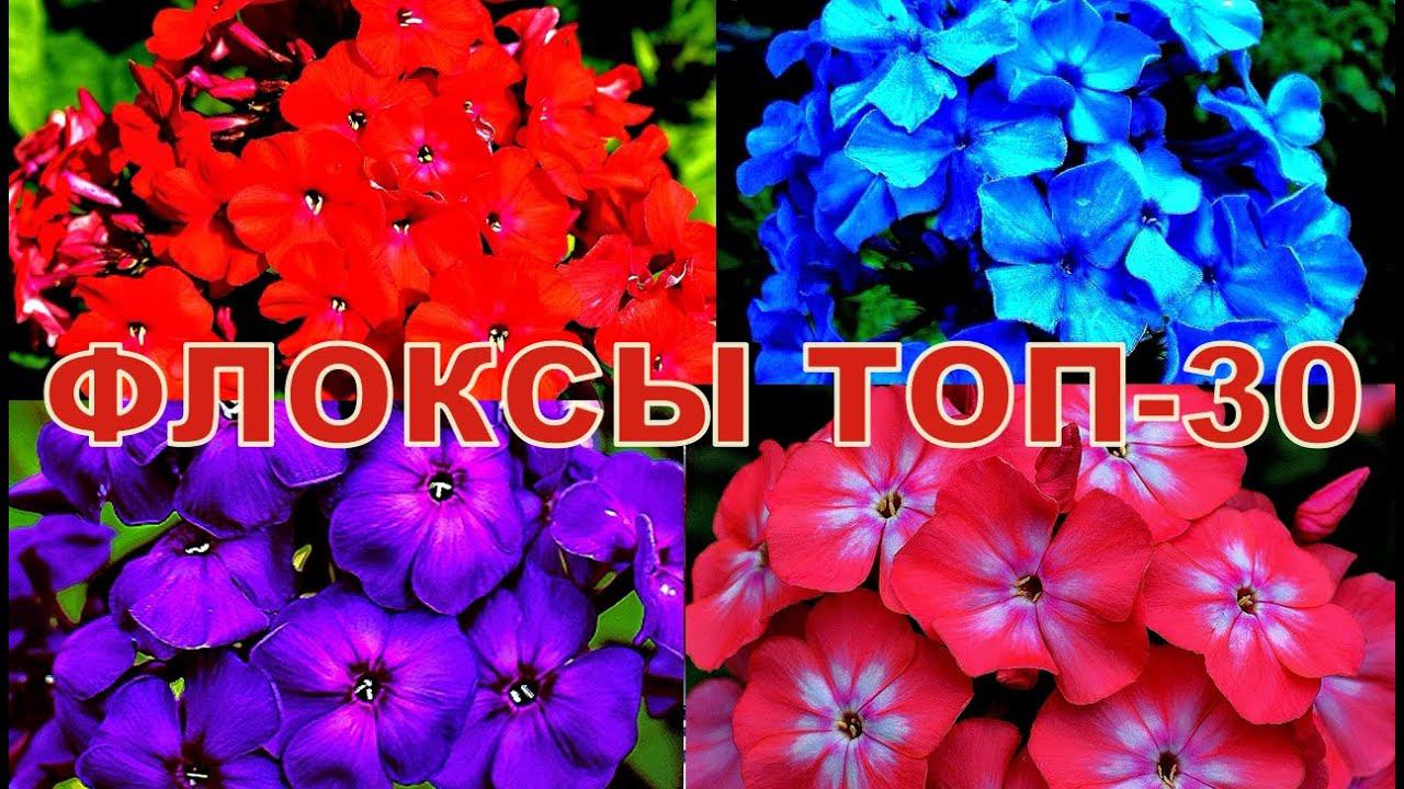 ФЛОКСЫ ТОП-30 смотреть онлайн