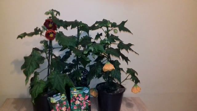 Абутилон / Стаен клен / смотреть онлайн