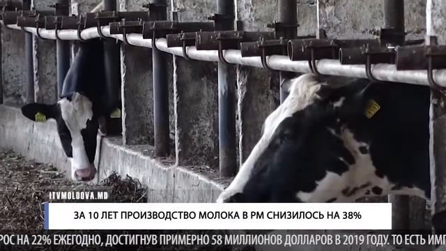 ЗА 10 ЛЕТ ПРОИЗВОДСТВО МОЛОКА В РМ СНИЗИЛОСЬ НА 38% смотреть онлайн