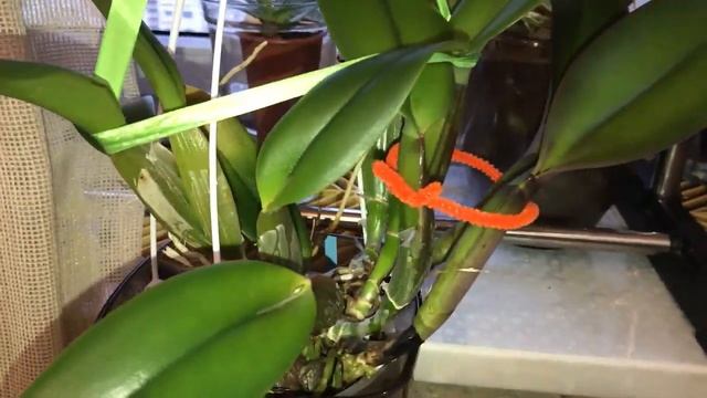 Orchids vanda, cattleya... Орхидеи. Обзор южного окна (ванды, каттлеи) Ура, чехлы! смотреть онлайн