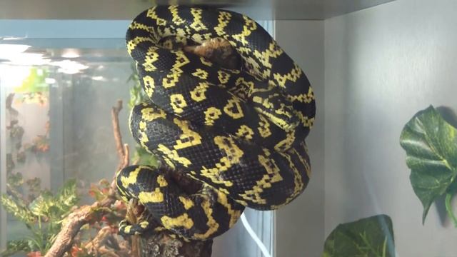 Питон ковровый Чейни. Morelia spilota cheynei. смотреть онлайн