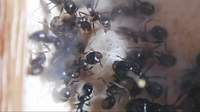 Messor structor и большая личинка смотреть онлайн