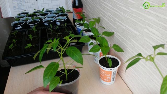 Рассада ПЕРЦА. Уход за рассадой перца и пикировка перца смотреть онлайн