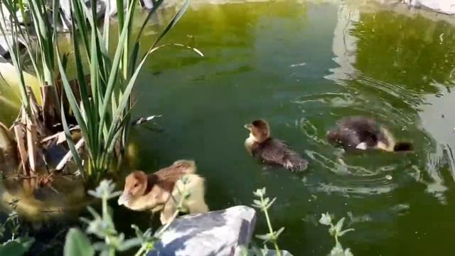 Утята в пруду. Купальный сезон открыт. смотреть онлайн