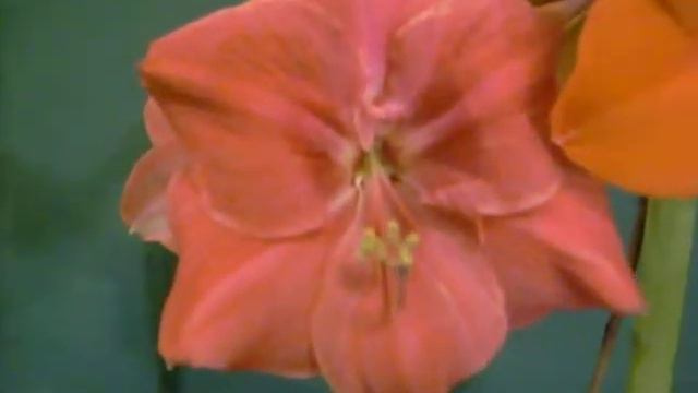 Amigo X Orange Souvereign and Visa Versa amaryllis Hippeastrum Bulb смотреть онлайн