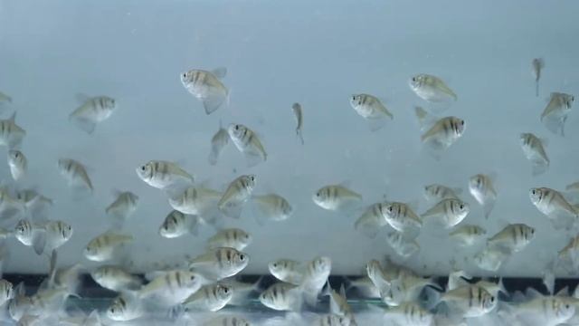 GYMNOCORYMBUS TERNETZI смотреть онлайн