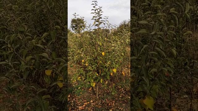 яблоня Флорина-беспроблемный сорт смотреть онлайн