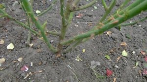 Обрезка плетистых роз,Джон Девис ....