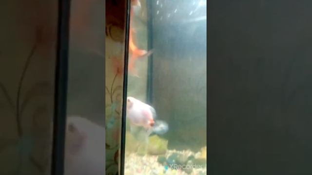 Нерест золотой рыбки 2 смотреть онлайн