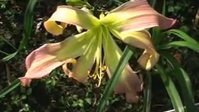 Лилейник daylily BLUSHING OCTOPUS смотреть онлайн