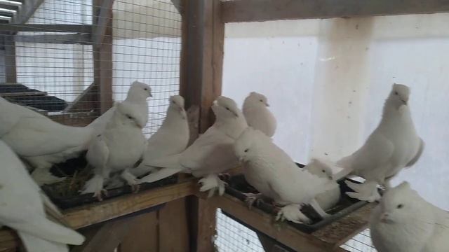 11 марта 2023 г. обзор по светлому отсеку, андижанские голуби узбекские голуби смотреть онлайн