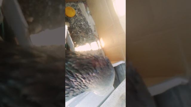 Нашла голубя со сломанным крылом смотреть онлайн