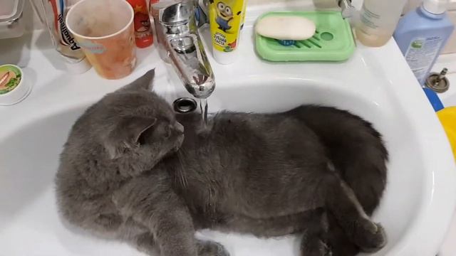 Кот не боится воды. смотреть онлайн