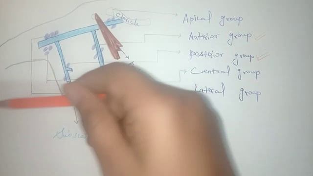 Axillary Lymph Nodes | Anatomy | Upper limb | MBBS #anatomy #mbbs смотреть онлайн