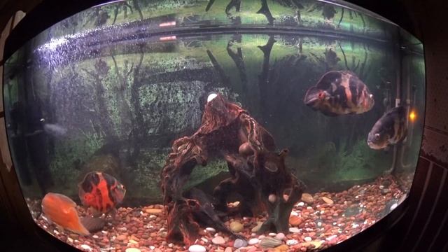 кормление Астронотусов в аквариуме 500 литров смотреть онлайн