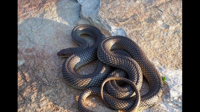 Удав золотобрюхий смотреть онлайн