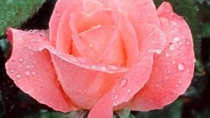 БОЖЕСТВЕННАЯ КРАСОТА ЦВЕТОВ И МУЗЫКИ! Невероятно красивая мелодия! Музыка для Души и Цветы...релакс