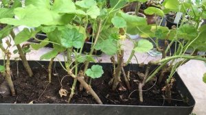 ВЕСЕННЯЯ ОБРЕЗКА ПЕЛАРГОНИИ ? ГЕРАНЬ, МУШКАТЫ