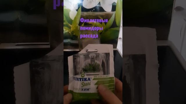 помидорам фиолетово #огород #огороднабалконе #помидоры #рассада #удобрение #листьяфиолетовые смотреть онлайн