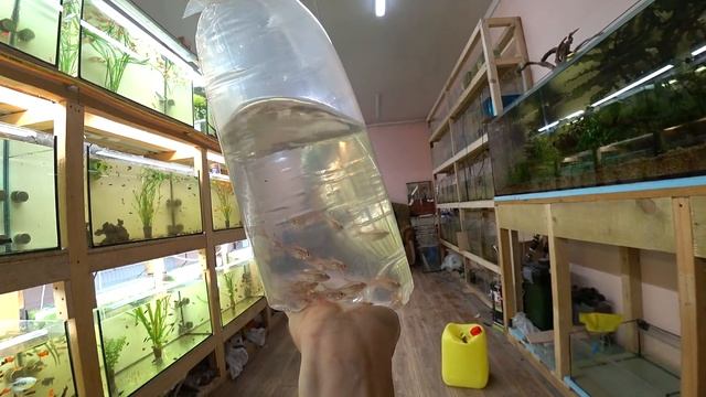 Приехала маленькая посылка с рыбкой смотреть онлайн