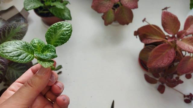 Комнатные цветы/ Эписции/ Уход и размножение смотреть онлайн