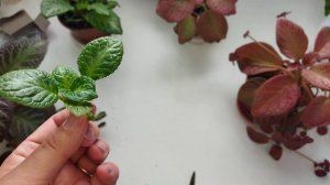 Комнатные цветы/ Эписции/ Уход и размножение