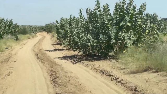#Sanddune driving on #kiger #manualcar смотреть онлайн
