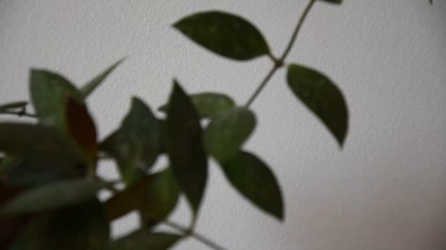 Hoya gracilis in bloom again смотреть онлайн