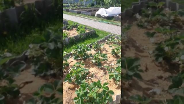 Клубника.Елизовета2я... смотреть онлайн