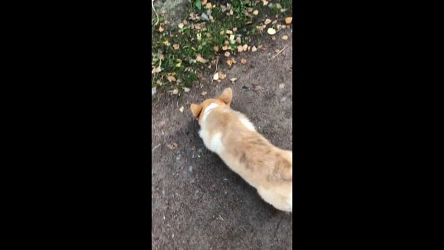 PEMBROKE WELSH CORGI | как взрослеет щенок корги | ВЕЛЬШ КОРГИ ПЕМБРОК смотреть онлайн